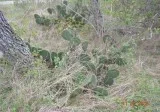 825 County Road 3821 Great land and lot for sale No city taxes I