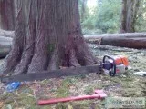 TIMBER WANTED        TREES WANTED