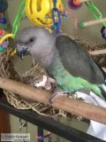 Lost Bird