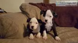 Beautiful pit bull puppies