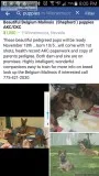 Beautiful Belgiam Malinois (Shepherd) puppies AKCCKC