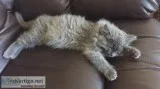 MALE SIBERIAN KITTEN - HYPOALLERGENIC