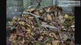 I ll rake bag and make those leaves disappear...
