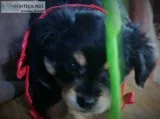 Long Hair Deer Face Chihuahua puppy