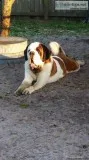 Saint Bernard for Sale