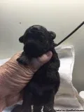 PEEKAPOOS