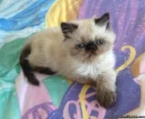 sociable persian kittens for sale