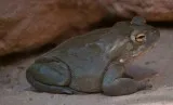 Colorado River Toad