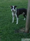 Free male pit bull