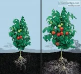 Mycorrhizae for your gardenhouse plants (Cottage Grove OR)