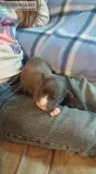 UKCABKC American Pit Bull Puppies