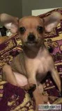 Gorgeous ChihuahuaYorkshire