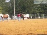 Horse Driving Cart - Jerald