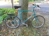 2 female Calicos Free Kittens