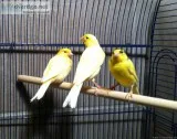 Canaries