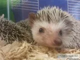 Hedgehog for sale (young)