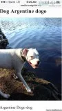 Argentine dogo