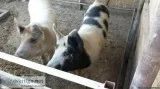 Pig s for sale