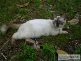 Seal point himalayan