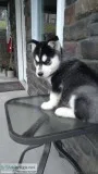 Nicolas ICS Husky