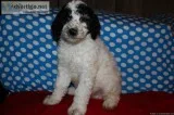 Pikka - Male Lhasa Apso Mix