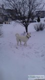 Professional Dog Walker - Dekalb IL Area