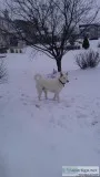 Professional Dog Walker - Dekalb IL Area