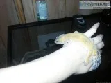 Female Leopard Geckos