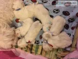Maltese Dog