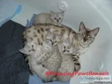 Christmas Snow Lynx Point Bengal Kitten - Marble Snow Girl