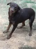 Female chocolate labcoon hound mix