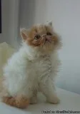 Fully vaccinated persian kittens