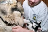 unusual Agouti Siberian Husky Puppy