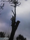 Hawes Tree Service