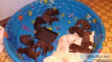 silver accented chocolate puppies