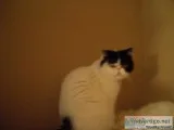 Exotic shorthair persian