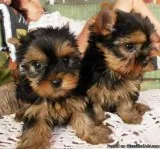 MF T-cup Babies Available With H.Papers