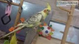 Handfed Cockatiels
