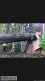 No cost Arborist consultation lic. Bon. Ins. 30yrs hazards healt