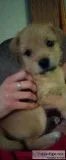 Puppy