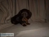 miniature AKC registered dachshund puppies