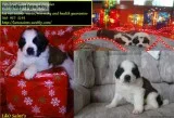 AKC Mini Schnauzer Puppies
