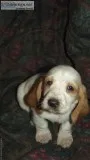 Geman Shepherd puppies for Christmas