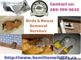 Affordable Animal Control Hamilton Ontario