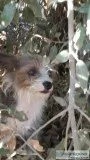 Found - Small gray and white female dog