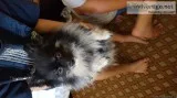 pomeranian female and male