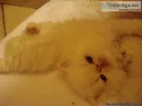 Himalayan Kitten for Sale