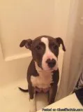 red nose pit 150 or BEST offer