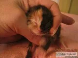DOLL FACE PERSIAN KITTENS TAKING DEPOSITS EAST DUBLIN GEORGIA