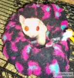 BEAUTIFUL CREMINO Sugar glider FOR SALE Hand raised